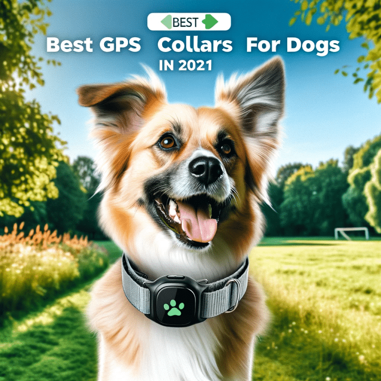 An Lisis Comparativo Y Ranking Los Mejores Collares Gps Para Perros En