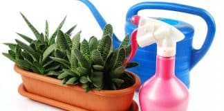 Maceta inteligente, la forma autónoma de mantener verdes las plantas maceta inteligente