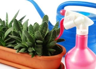 Maceta inteligente, la forma autónoma de mantener verdes las plantas maceta inteligente