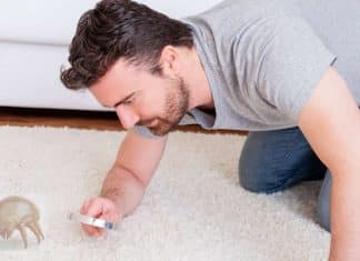 ¿Qué es la alergia a los ácaros del polvo? alergia a los ácaros del polvo