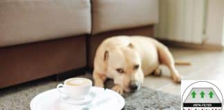 Comparativa robot aspiradora con filtro HEPA Comparativa robot aspiradora con filtro HEPA