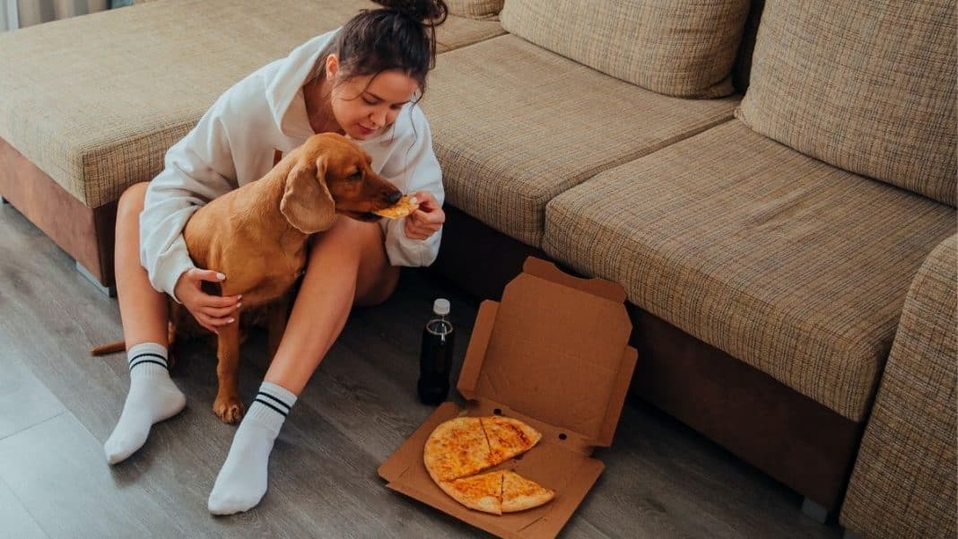 Como alimentar a mi perro