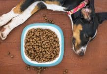 Alimentadores automáticos para mascotas alimentador automático para mascotas aliexpress