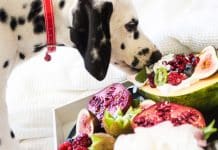 ¿Cómo alimentar correctamente a un perro sin esfuerzo para usted? como alimentar correctamente a un perro