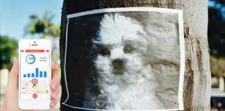 Como localizar a un perro perdido también con la tecnología como localizar a un perro perdido