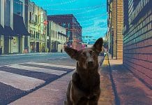 ¿Cómo encontrar una mascota perdida usando la tecnología? mascota perdida