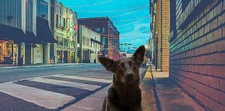 ¿Cómo encontrar una mascota perdida usando la tecnología? mascota perdida