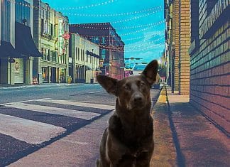 ¿Cómo encontrar una mascota perdida usando la tecnología? mascota perdida