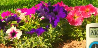 La temperatura del suelo es importante para el crecimiento de las plantas temperatura del suelo