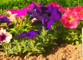 La temperatura del suelo es importante para el crecimiento de las plantas temperatura del suelo