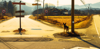 La historia conmovedora de cómo mi perro se perdió y regresó triste mi perro se perdió y regreso triste