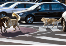 ¿Qué hace un perro cuando se pierde? Entendiendo la conducta y emociones de las mascotas extraviadas qué hace un perro cuando se pierde