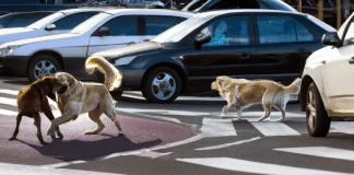 ¿Qué hace un perro cuando se pierde? Entendiendo la conducta y emociones de las mascotas extraviadas qué hace un perro cuando se pierde