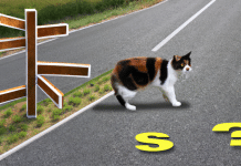 Cómo encontrar a un gato perdido con ayuda de la tecnología cómo encontrar a un gato perdido