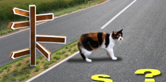 Cómo encontrar a un gato perdido con ayuda de la tecnología cómo encontrar a un gato perdido