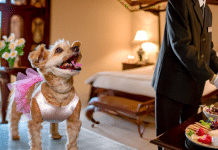 Cómo cuidar a una perrita con amor y atención cómo cuidar una perrita