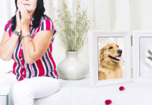 Mi perro se perdió y estoy triste: Consejos básicos mi perro se perdió y estoy triste