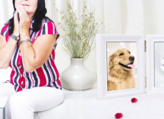 Mi perro se perdió y estoy triste: Consejos básicos mi perro se perdió y estoy triste