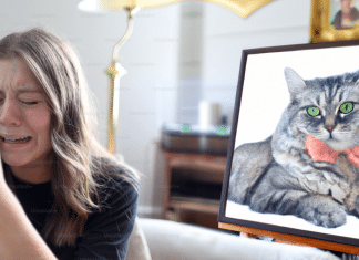 Puede un gato perdido volver a casa: Descubre cómo ayudarlo puede un gato perdido volver a casa
