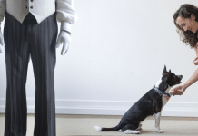 Guía completa: Cómo educar un perro de forma efectiva cómo educar un perro