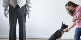 Guía completa: Cómo educar un perro de forma efectiva cómo educar un perro