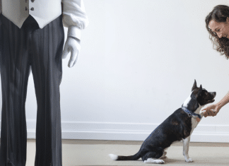Guía completa: Cómo educar un perro de forma efectiva cómo educar un perro