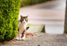 Si tu gato se pierde vuelve a casa: Consejos infalibles si un gato se pierde vuelve a casa