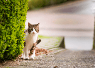 Si tu gato se pierde vuelve a casa: Consejos infalibles si un gato se pierde vuelve a casa