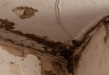 Los peligros del moho blanco en las paredes y cómo solucionarlo moho blanco en las paredes