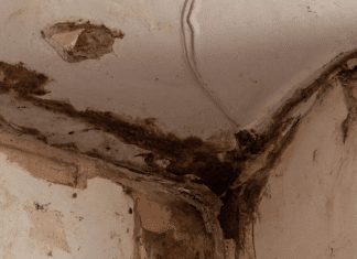 Los peligros del moho blanco en las paredes y cómo solucionarlo moho blanco en las paredes