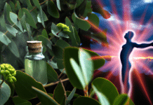 Beneficios del aceite de eucalipto: ¿para qué sirve realmente? para qué sirve el aceite de eucalipto