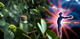 Beneficios del aceite de eucalipto: ¿para qué sirve realmente? para qué sirve el aceite de eucalipto