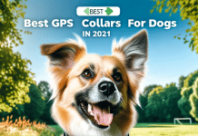 Análisis comparativo y ranking: Los mejores collares GPS para perros en 2024 Collares GPS para perros Guía 2024 para brindar seguridad y tranquilidad en parques