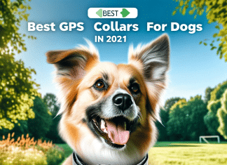 Análisis comparativo y ranking: Los mejores collares GPS para perros en 2024 Collares GPS para perros Guía 2024 para brindar seguridad y tranquilidad en parques