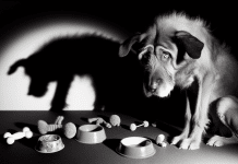 ¿Por Qué Mi Perro Está Raro y Triste? Descubre Causas y Soluciones Aquí mi perro está raro como triste que tiene Descubre las Causas de la Tristeza en Perros Señales de Alerta y Consejos Prácticos para Dueños Preocupados