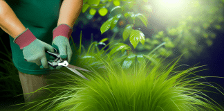 Césped Chino Natural: Variedades, Cuidados y Mantenimiento césped chino cuidados mantenimiento Césped chino exuberante la armonía entre la naturaleza y el cuidador en un jardín sereno y bien cuidado