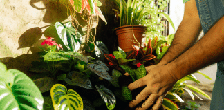 Transforma Tu Espacio: Guía Definitiva de Jardinería en Casa Pequeña para Urbanitas jardineria en casa Secretos de Crecimiento Sostenible Crea tu Oasis de Tranquilidad en Casa con un Jardín Exuberante