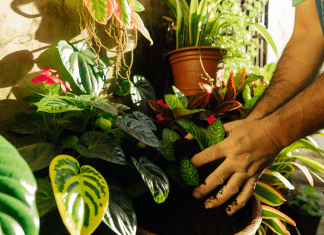 Transforma Tu Espacio: Guía Definitiva de Jardinería en Casa Pequeña para Urbanitas jardineria en casa Secretos de Crecimiento Sostenible Crea tu Oasis de Tranquilidad en Casa con un Jardín Exuberante