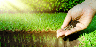 Guía Completa: Cómo Plantar un Césped Perfecto en Tu Jardín Plantar césped perfecto jardín Descubre cómo plantar un césped perfecto con esta guía completa Observa la magia de sembrar semillas en un jardín soleado y sereno