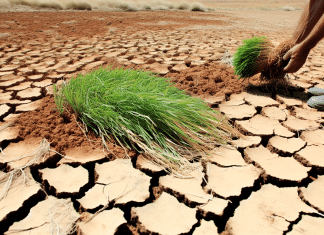 Césped en Tierra Seca: Técnicas de Plantación y Supervivencia plantación de césped en tierra seca La lucha del valiente césped por sobrevivir en la tierra árida un testimonio de persistencia y esperanza en medio de la desolación