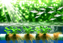 Sistema Hidropónico con Peces: Doble Producción en un Solo Sistema
