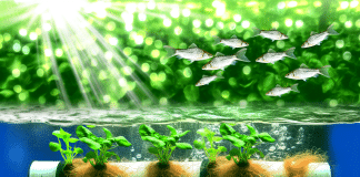 Sistema Hidropónico con Peces: Doble Producción en un Solo Sistema
