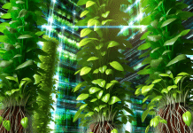 Agricultura Vertical: 7 Técnicas Innovadoras para Maximizar Espacios Limitados