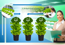 Cómo Hacer Hidroponía: Sistema Básico Profesional en 5 Pasos