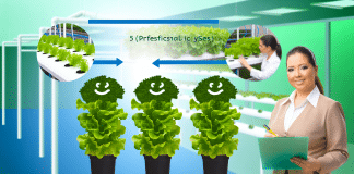 Cómo Hacer Hidroponía: Sistema Básico Profesional en 5 Pasos