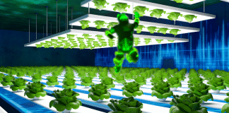 Cultivo Hidropónico de Lechugas: Cosecha en 21 Días Sin Tierra ni Pesticidas