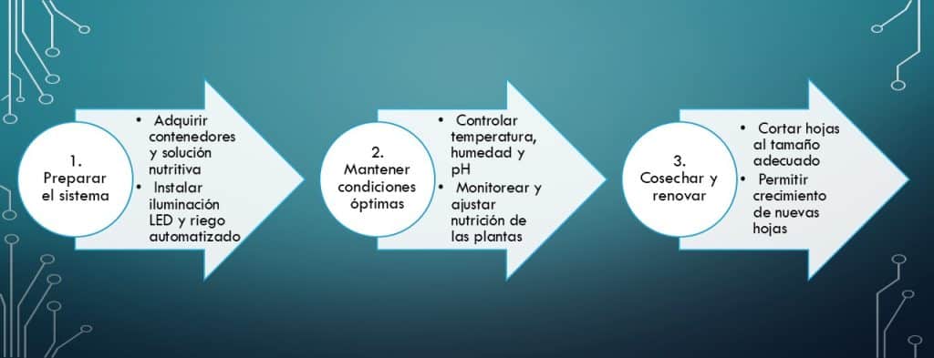 Cultivo lechuga hidropónica casa en tres sencillos pasos entiendes este concepto y su aplicación