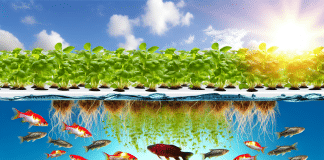 Hidroponía con Peces: Sistema Auto-sostenible de Doble Producción