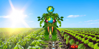 ¿Qué es Agricultura Orgánica? Descubre el Método que Revoluciona la Producción Limpia