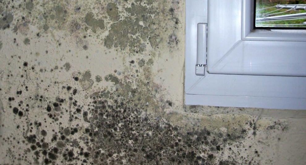 a que temperatura muere el moho-Eliminación de moho en casa-9
